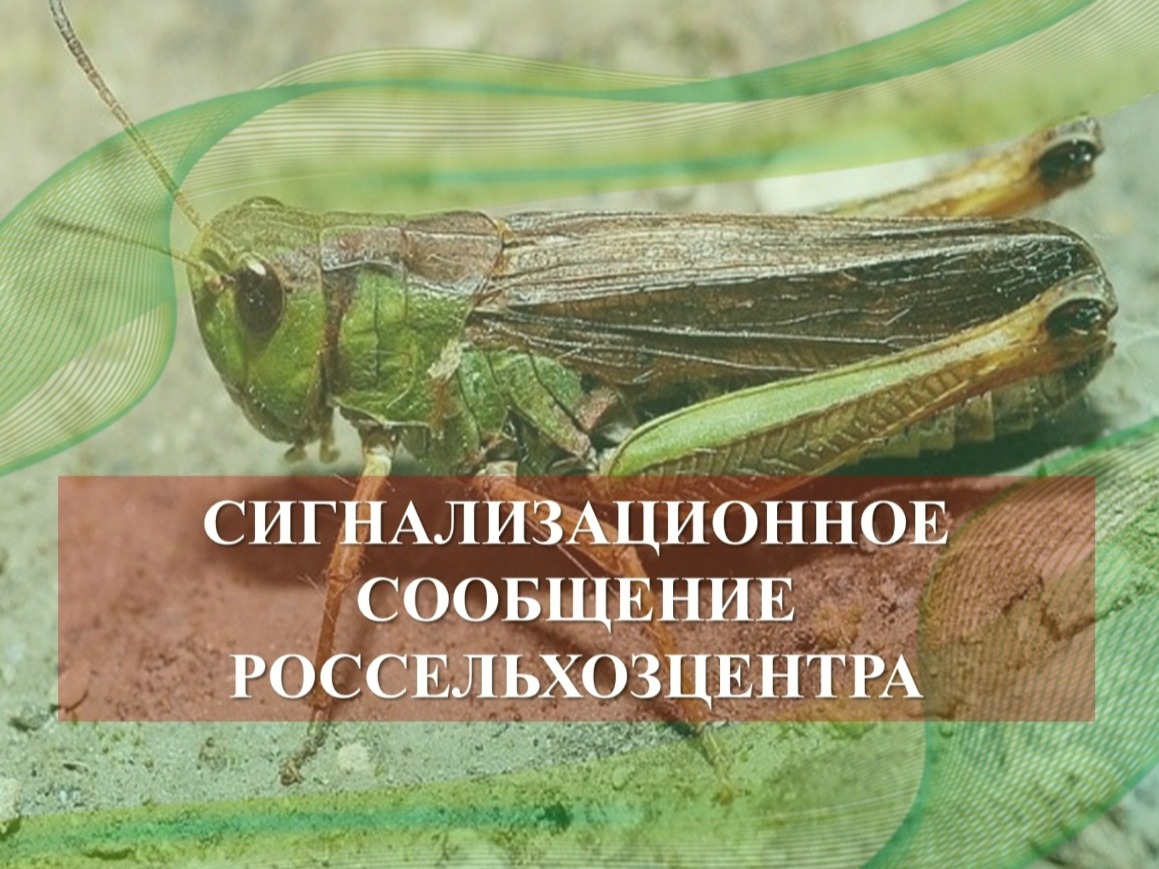 Специалисты отдела по защите растений филиала ФГБУ «Россельхозцентр» по Воронежской области информируют о начале отрождения личинок нестадных видов саранчовых вредителей.